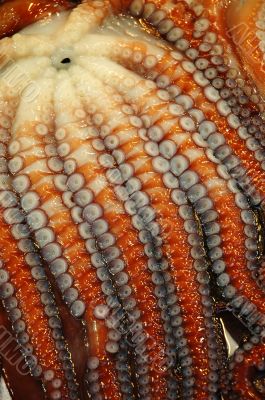 Close up of Octopus