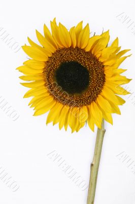 Isolated Sunflower with copyspace