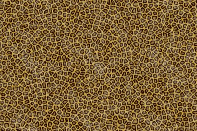 Leopard Fur