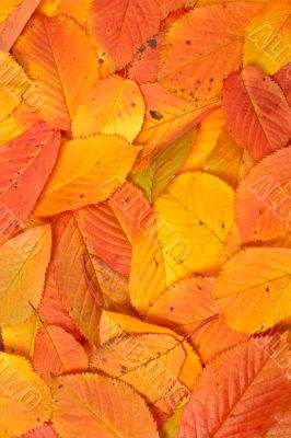 Colorful autumn background