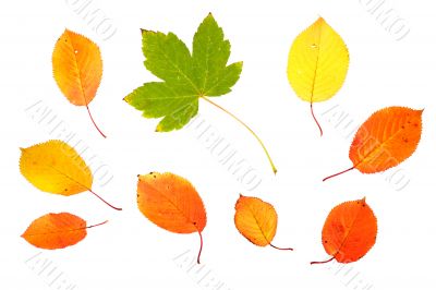 Collection of autumn leaves