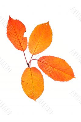 Four autumn leaves