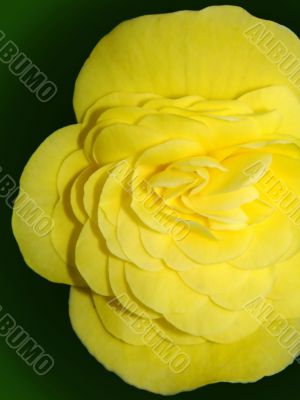 Bright Yellow Begonia