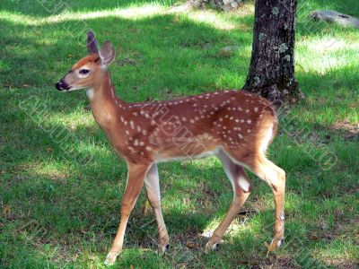 Beautiful Fawn