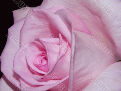 Pink Rose Macro