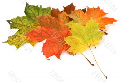 multicolored maple leaves
