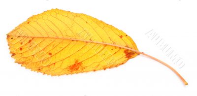 yellow dry fall leaf