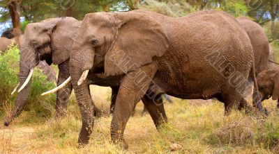 African Elephants
