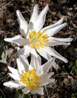 White Wildflowers