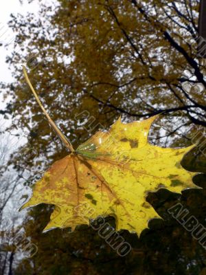 Fallen Leaf