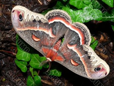 Silk Moth on Ivy