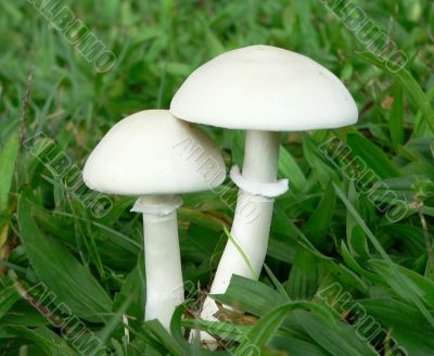 Perfect White Mushrooms