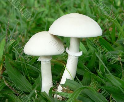 Perfect White Mushrooms