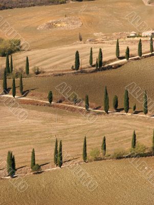 Cypress on dry earth