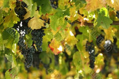 Blue grapes and green leaves