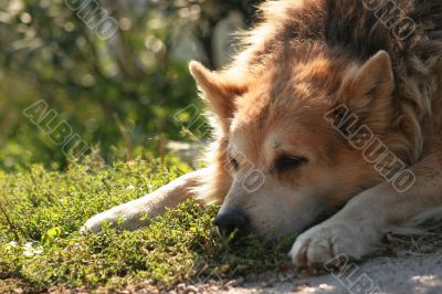 Dog looking bored...