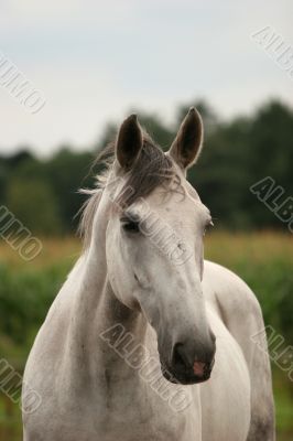 Curious gray