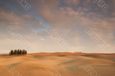 Tuscan Cypresses