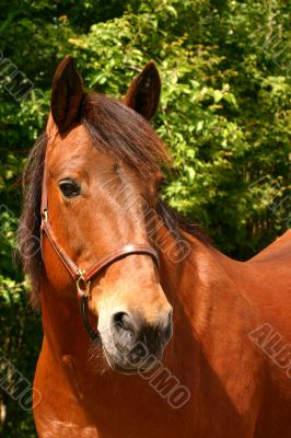 Brown horse head