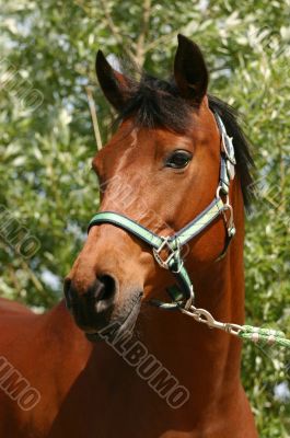 Beautiful arabian