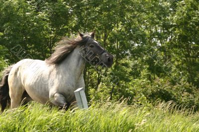 Galloping horse