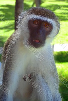 Cheeky Monkey
