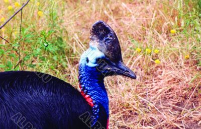 Very large bird with the big bone helmet