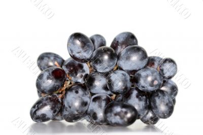 cluster of black grapes isolated on white background