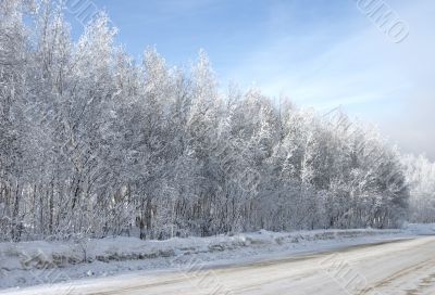 winter trees