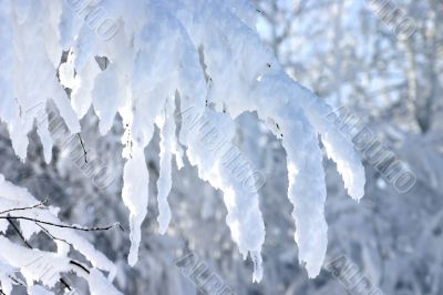 snow branch