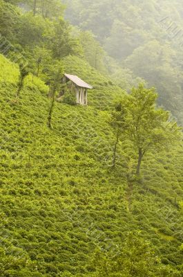 Tea Plants