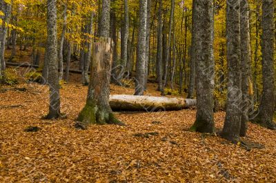 Autumn