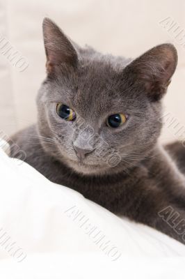 cute funny gray cat