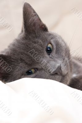 cute gray cat