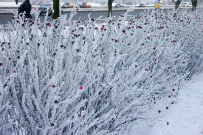 rime on a dog-rose