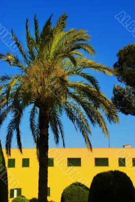 Palm tree, Mallorca