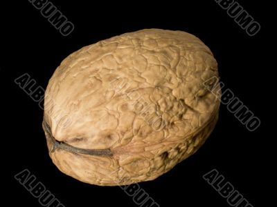 Walnut