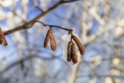 Frozen catkins