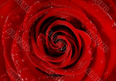 Red Rose