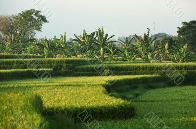 Rice field