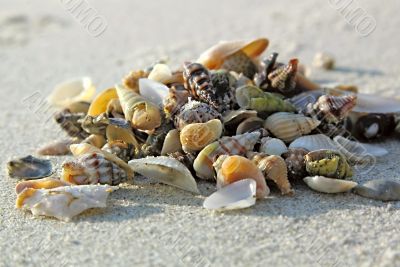 different seashells on sand beach