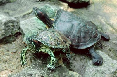 two turtles on stones