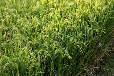 Rice field