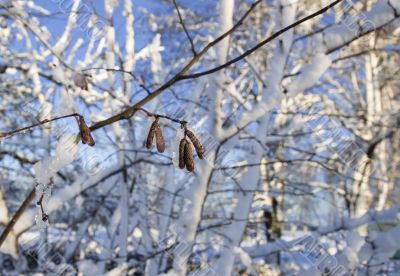 Frozen catkins