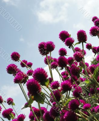 Purple Flowers
