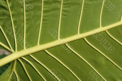 Leaf