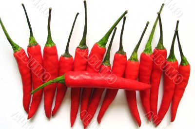 Chilli
