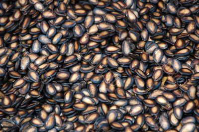 Black Melon Seeds