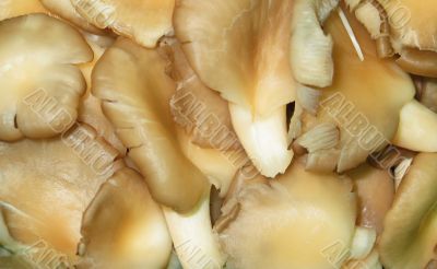 Mushroom SLices