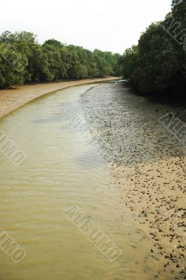 Mangroves